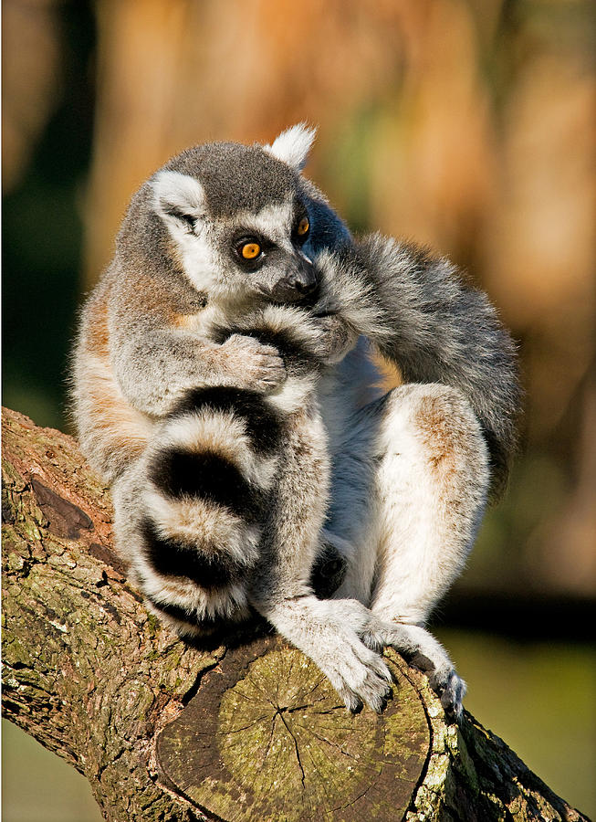 Ring Tailed Lemur #33 Photograph by Millard H. Sharp