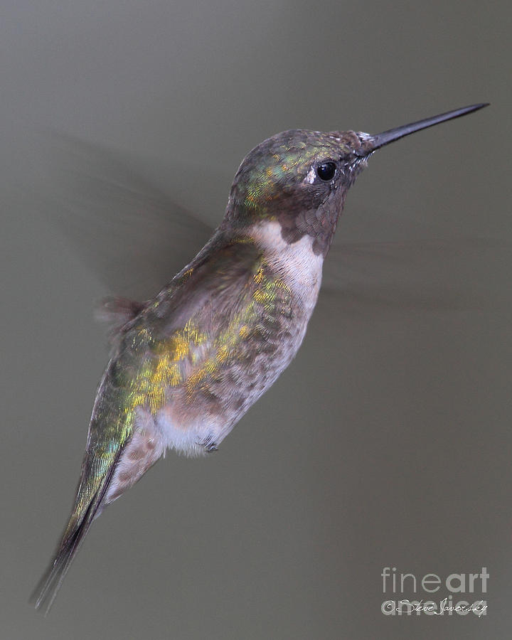 Ruby Throated Hummingbird #33 Photograph by Steve Javorsky