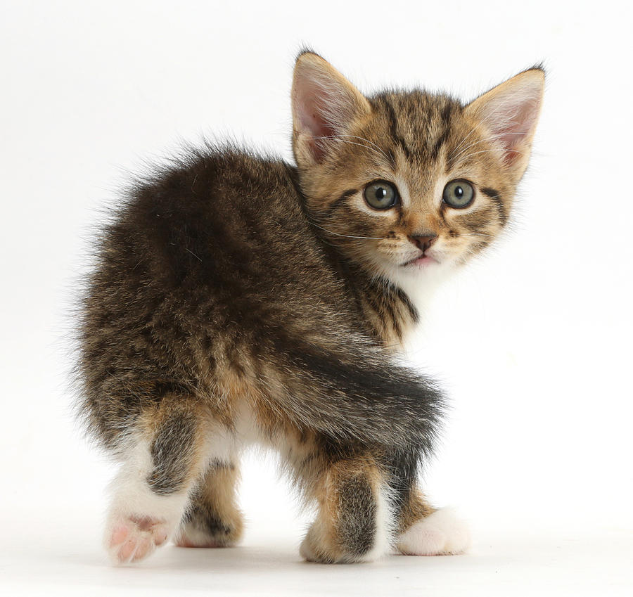 Tabby Kitten Photograph by Mark Taylor - Fine Art America