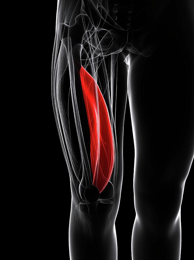 Thigh Muscle Photograph by Sciepro/science Photo Library - Fine Art America