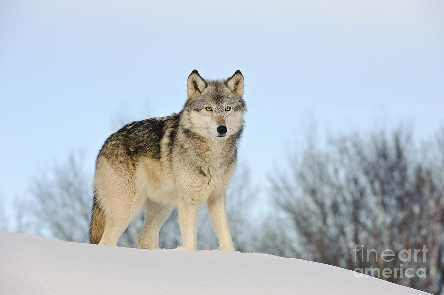 Wolf In Winter #33 Photograph by John Shaw