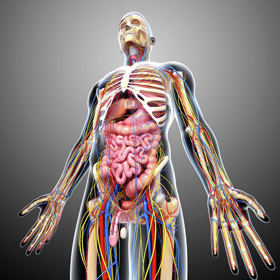 Male Anatomy Photograph by Pixologicstudio/science Photo Library - Fine ...