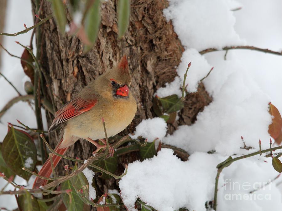 Northern Cardinal #335 Photograph by Jack R Brock