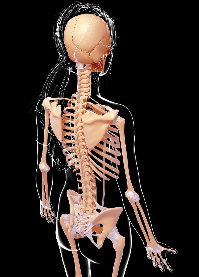 Female Skeleton #336 by Science Photo Library