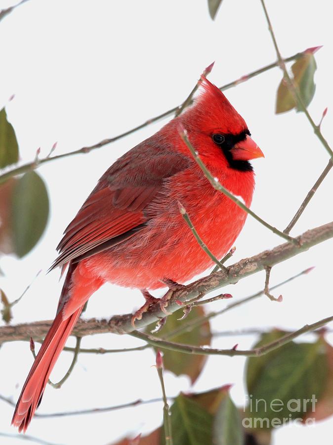 Northern Cardinal #336 Photograph by Jack R Brock