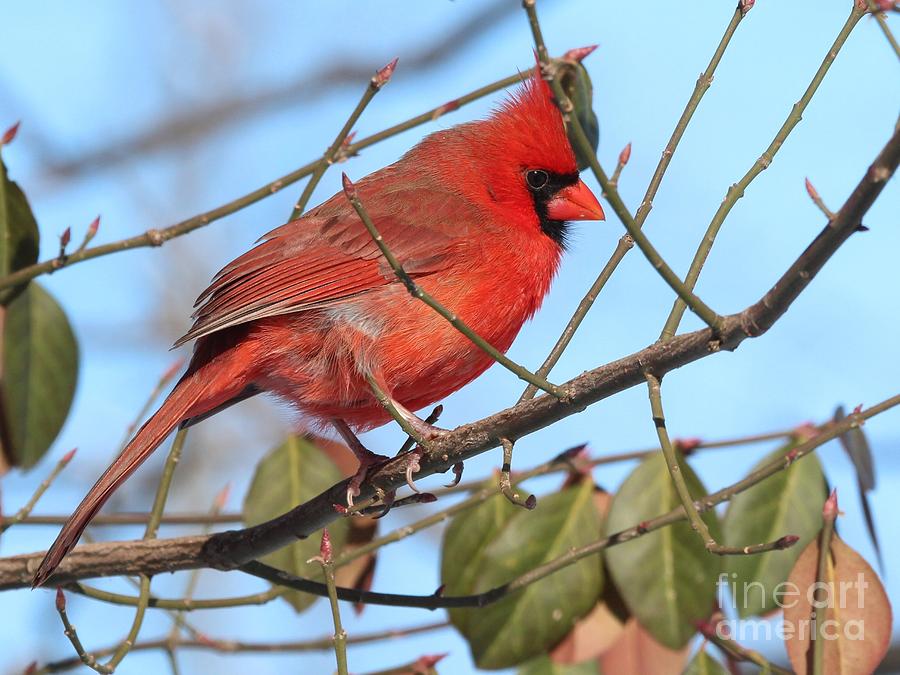 Northern Cardinal #337 Photograph by Jack R Brock