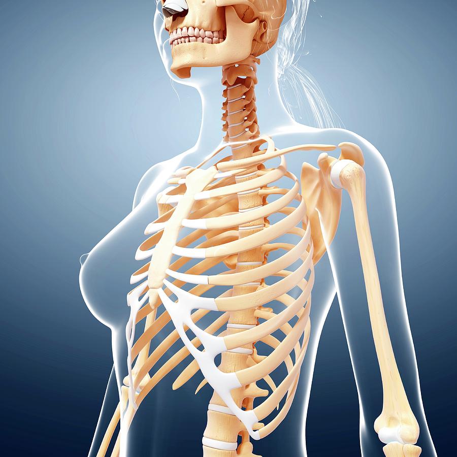 Female Skeleton #338 by Science Photo Library
