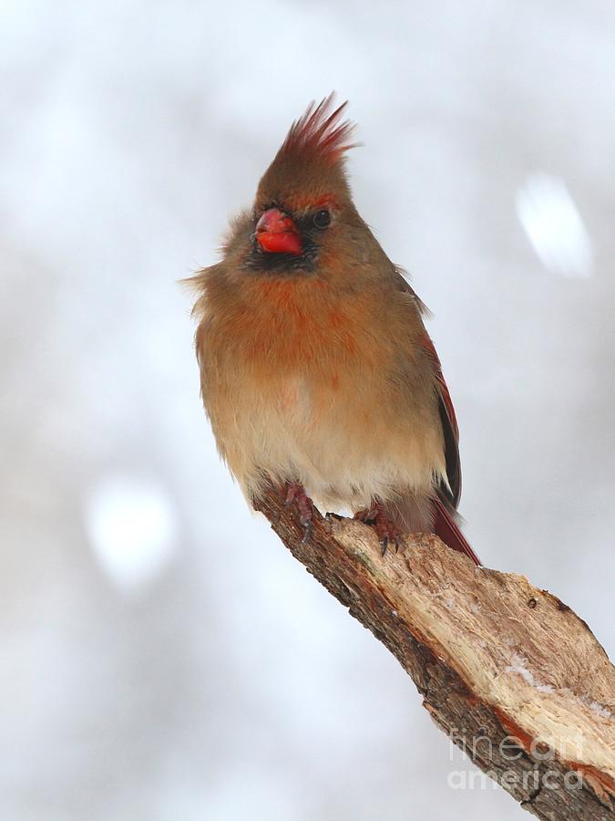 Northern Cardinal #338 Photograph by Jack R Brock