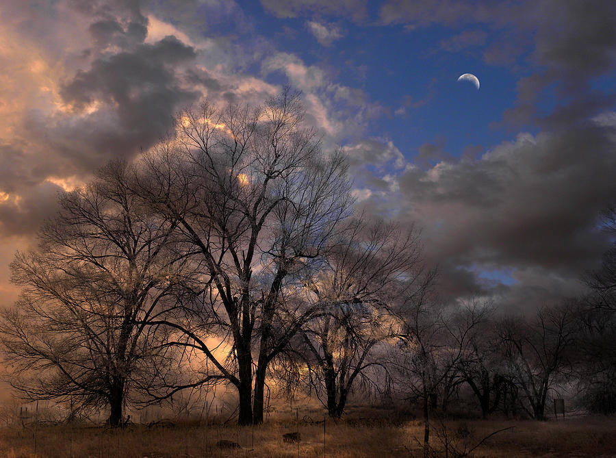 3397 Photograph by Peter Holme III