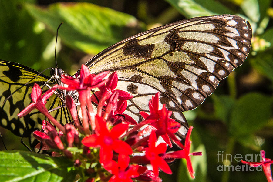 Butterfly #34 Photograph by Rene Triay FineArt Photos