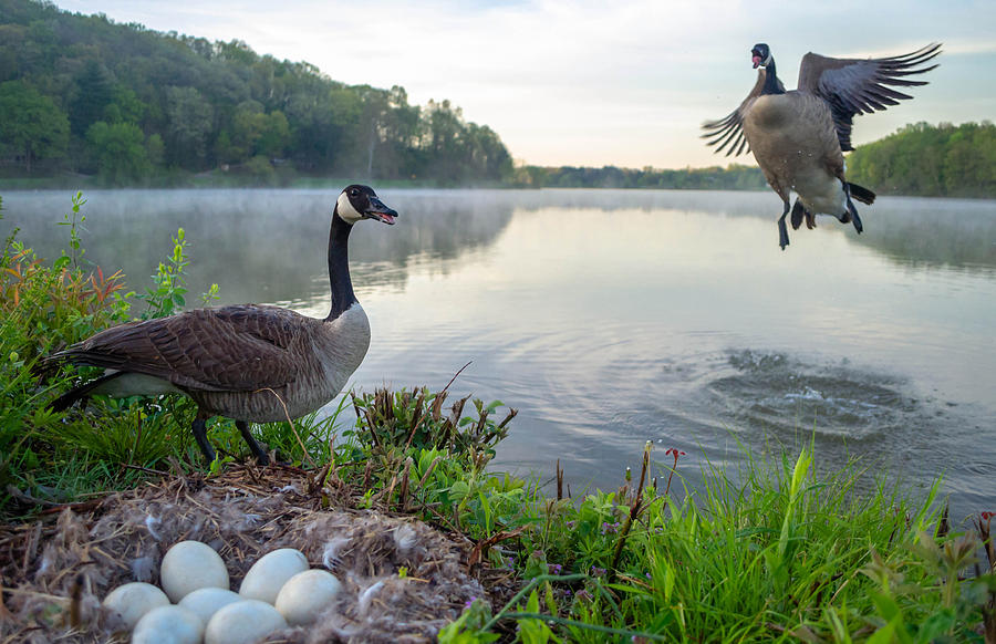 Canada Geese #34 Photograph by Brian Stevens