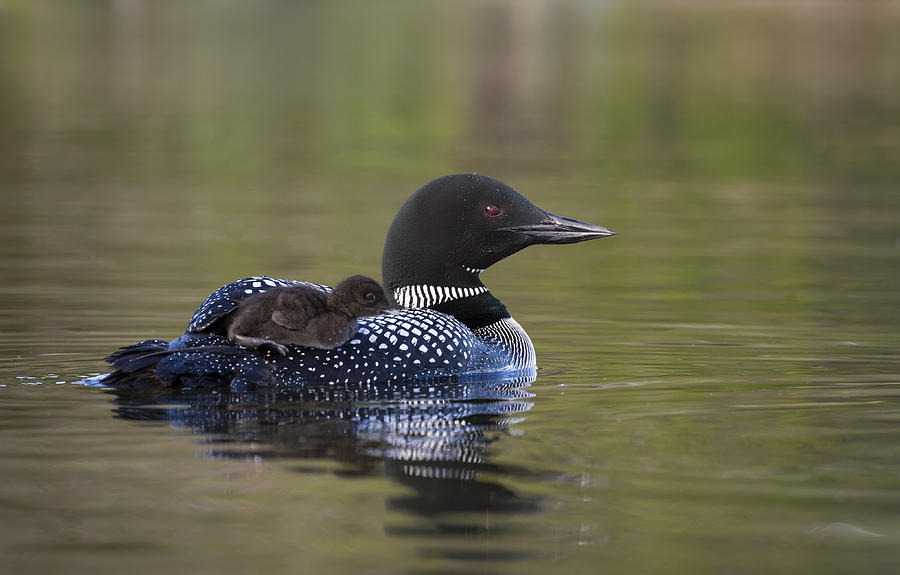 Common Loon Gavia Immer, Canada Photograph by John Shaw - Pixels