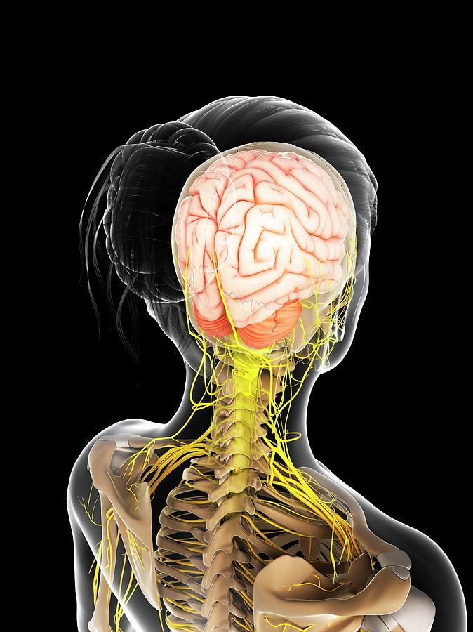 Female Nervous System Photograph by Sciepro/science Photo Library - Pixels