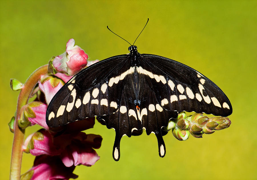 Giant Swallowtail Butterfly #34 Photograph by Millard H. Sharp