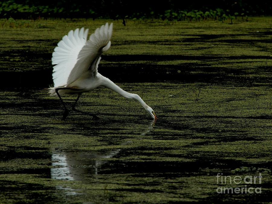 Great Egret #34 Photograph by Jack R Brock