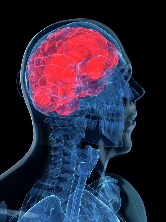 Head Anatomy Photograph by Sciepro/science Photo Library - Pixels