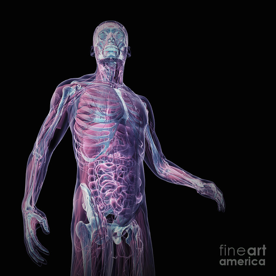 Skeleton Photograph - Human Anatomy #34 by Science Picture Co