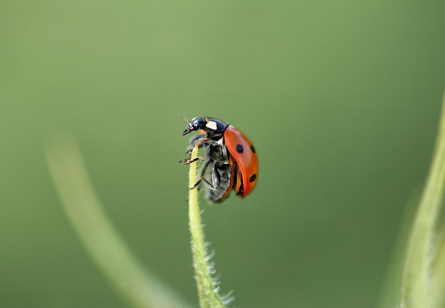 Ladybug Photograph by Heike Hultsch - Pixels