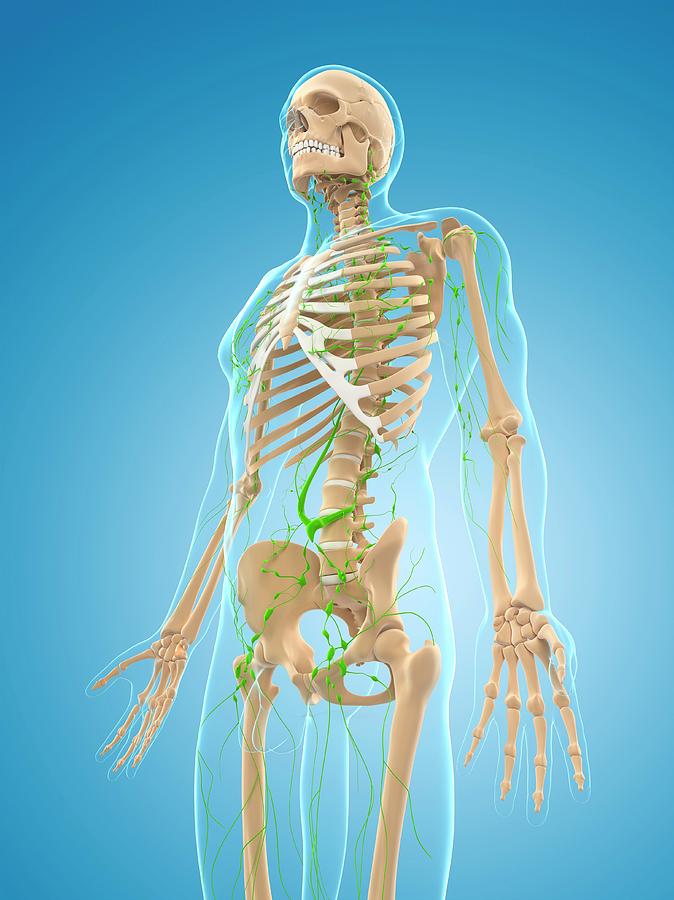 Lymphatic System Photograph by Sciepro/science Photo Library | Fine Art ...