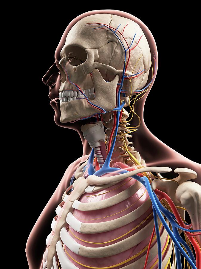 Male Anatomy Photograph by Sciepro/science Photo Library - Pixels