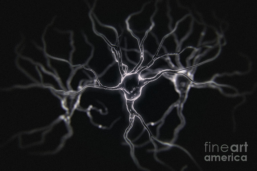Neurons #34 Photograph by Science Picture Co