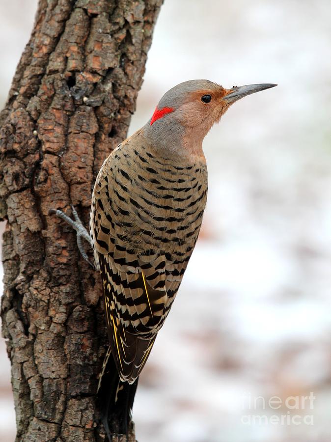 Northern Flicker #34 Photograph by Jack R Brock