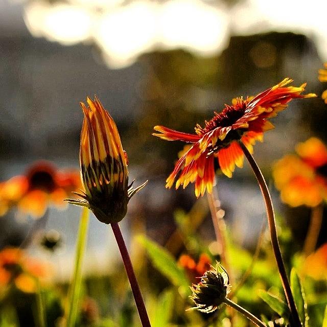 Sunflower Photograph - #photooftheday , #picoftheday #34 by Tony Martinez