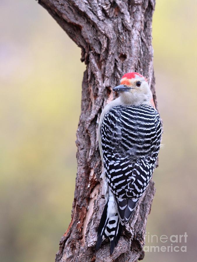 Red-bellied Woodpecker #34 Photograph by Jack R Brock