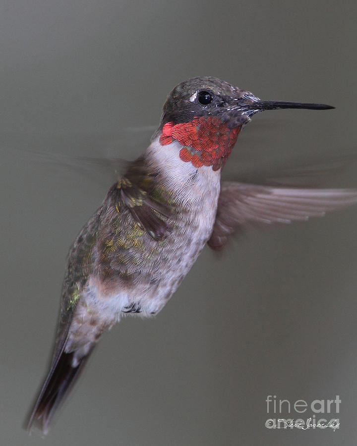 Ruby Throated Hummingbird #34 Photograph by Steve Javorsky