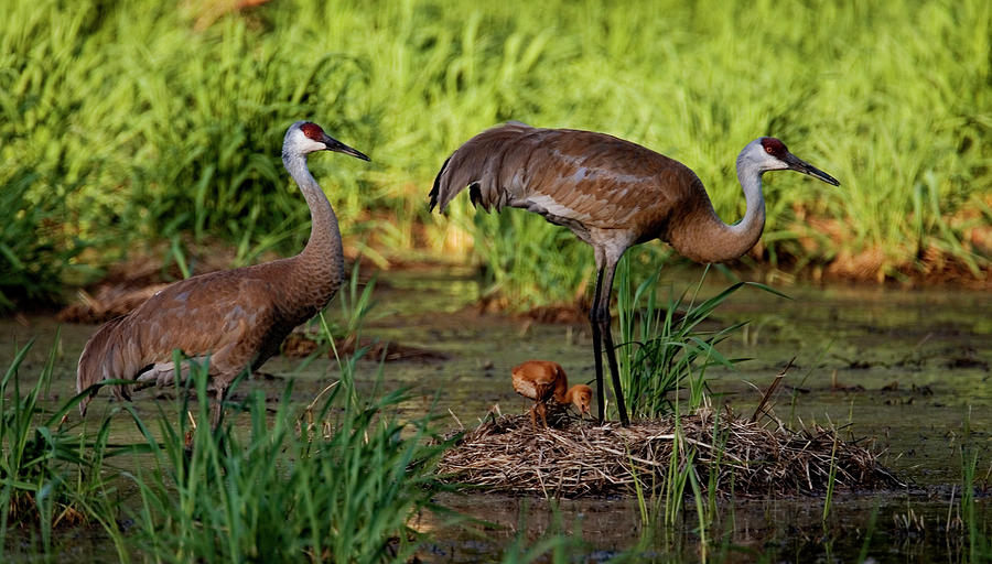 Sandhill Cranes Photograph by Tom Lynn - Pixels