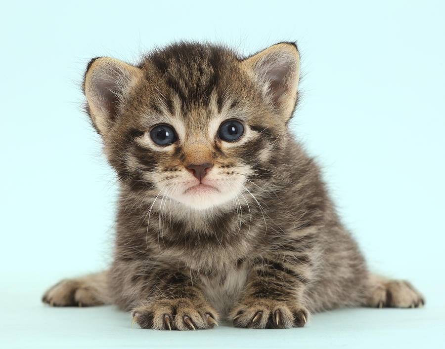 Tabby Kitten Photograph by Mark Taylor - Fine Art America