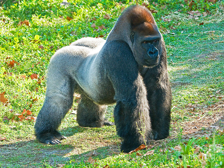 western lowland gorilla behavior