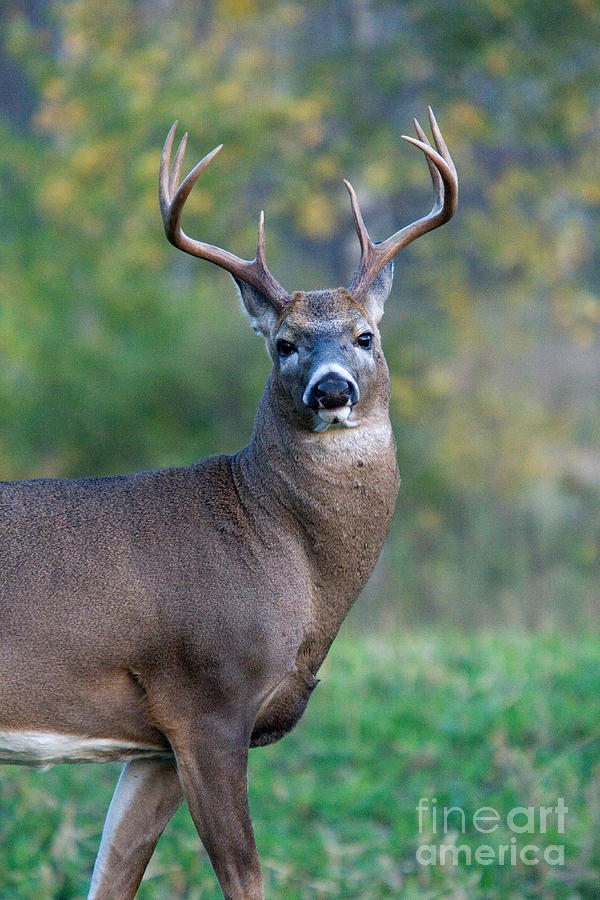 White-tailed Buck #34 Photograph by Linda Freshwaters Arndt