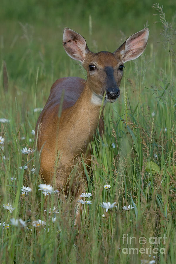 White-tailed Doe #34 Photograph by Linda Freshwaters Arndt