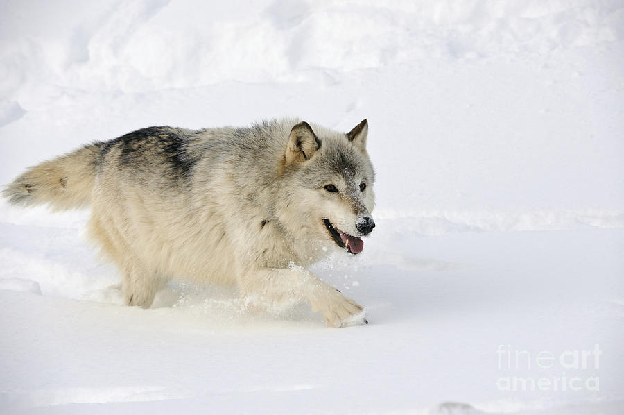 Wolf In Winter #34 Photograph by John Shaw