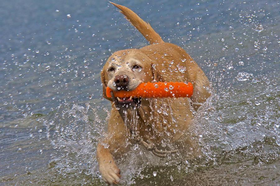 Dog Photograph - Yellow Labrador #34 by Steven Lapkin