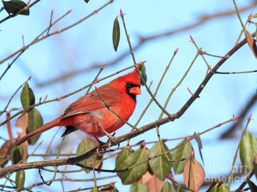 Northern Cardinal #340 Photograph by Jack R Brock