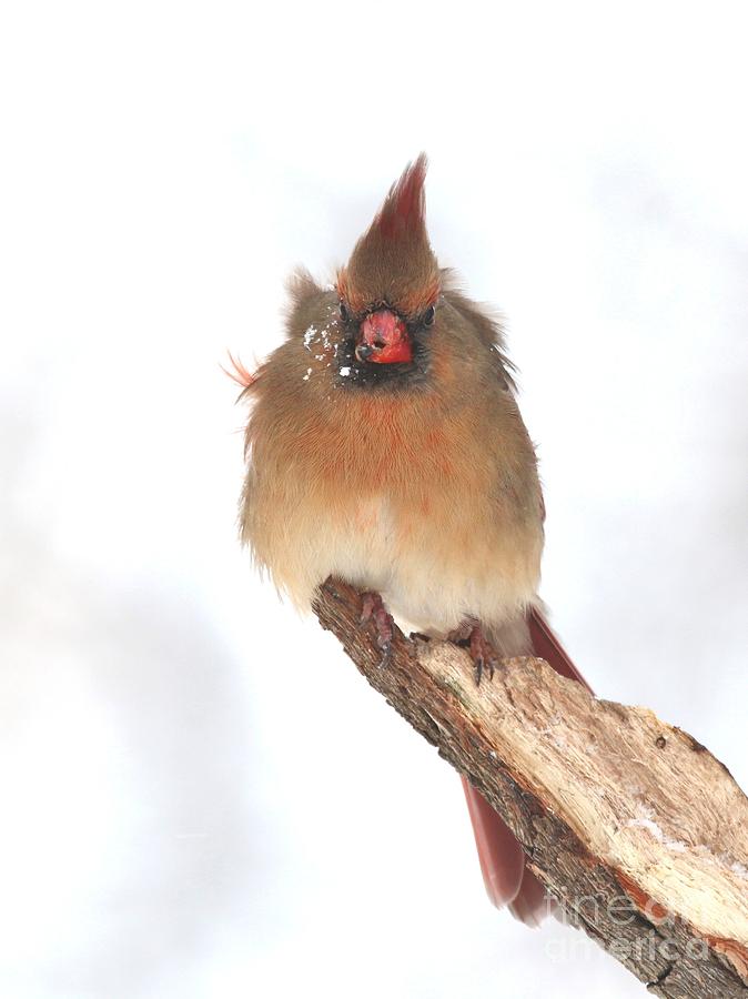 Northern Cardinal #341 Photograph by Jack R Brock