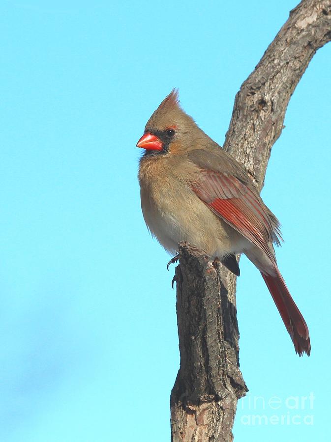 Northern Cardinal #343 Photograph by Jack R Brock