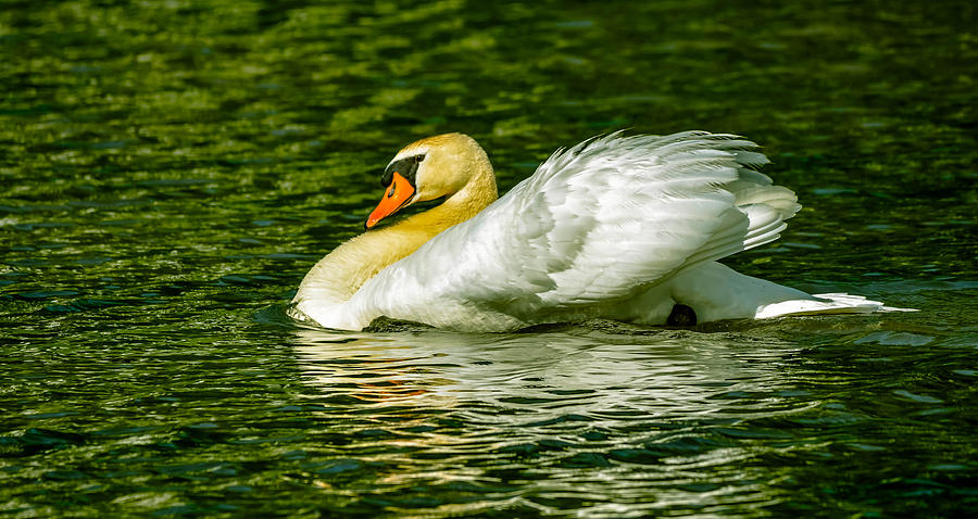 Mute Swan #344 Photograph by Brian Stevens
