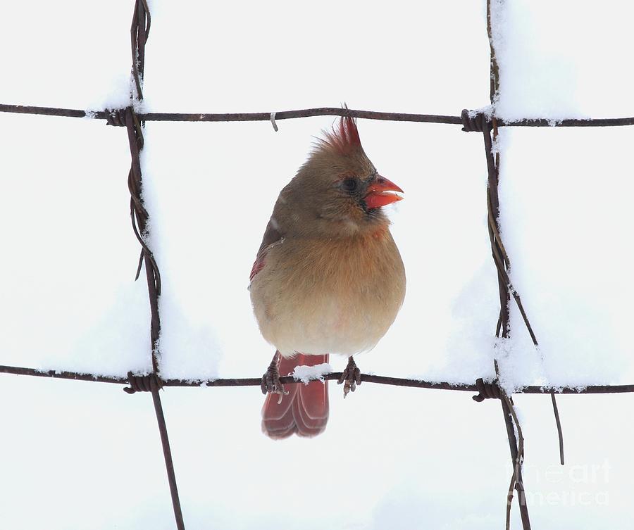 Northern Cardinal #344 Photograph by Jack R Brock