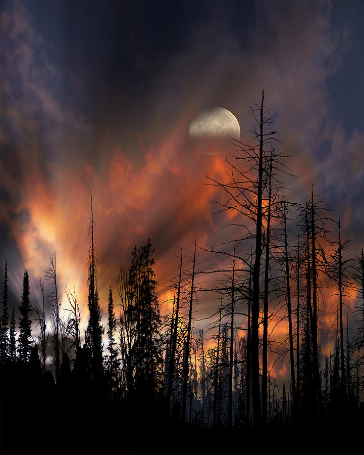 3448 Photograph by Peter Holme III