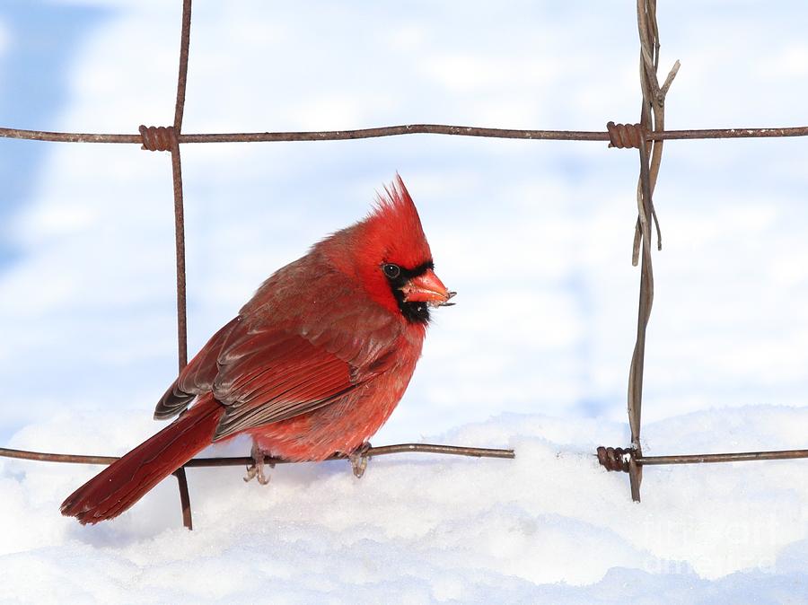 Northern Cardinal #346 Photograph by Jack R Brock