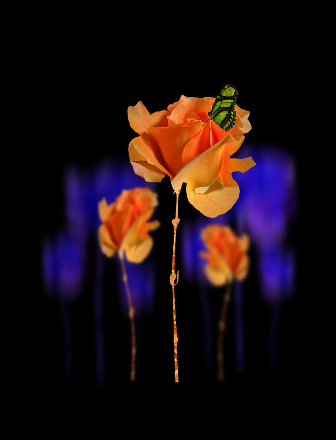 Flower Photograph - 3468 by Peter Holme III
