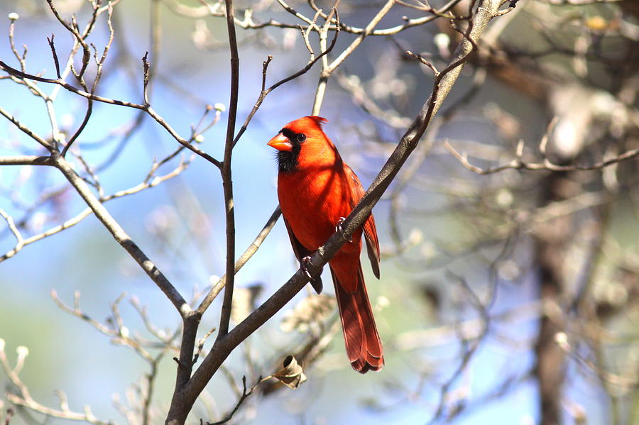3476-002 - Northern Cardinal Photograph by Travis Truelove