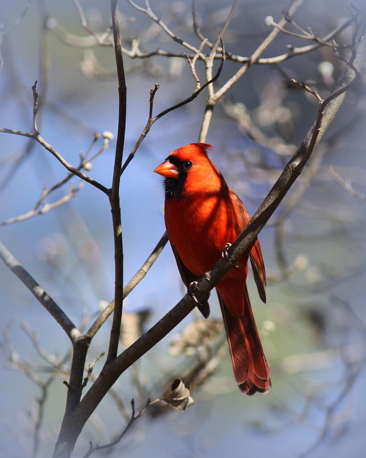 3477-006- Northern Cardinal Photograph by Travis Truelove