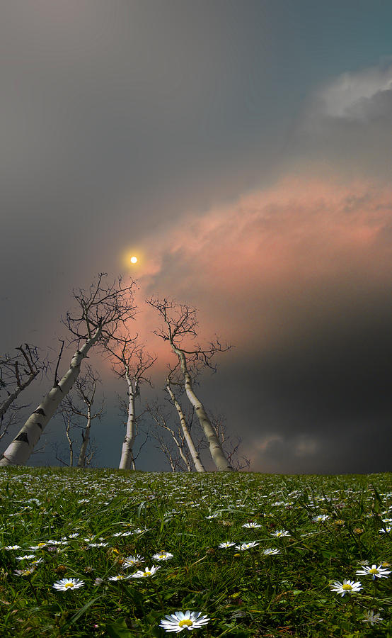 Tree Photograph - 3488 by Peter Holme III