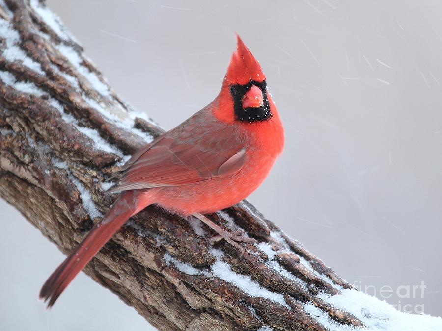 Northern Cardinal #349 Photograph by Jack R Brock