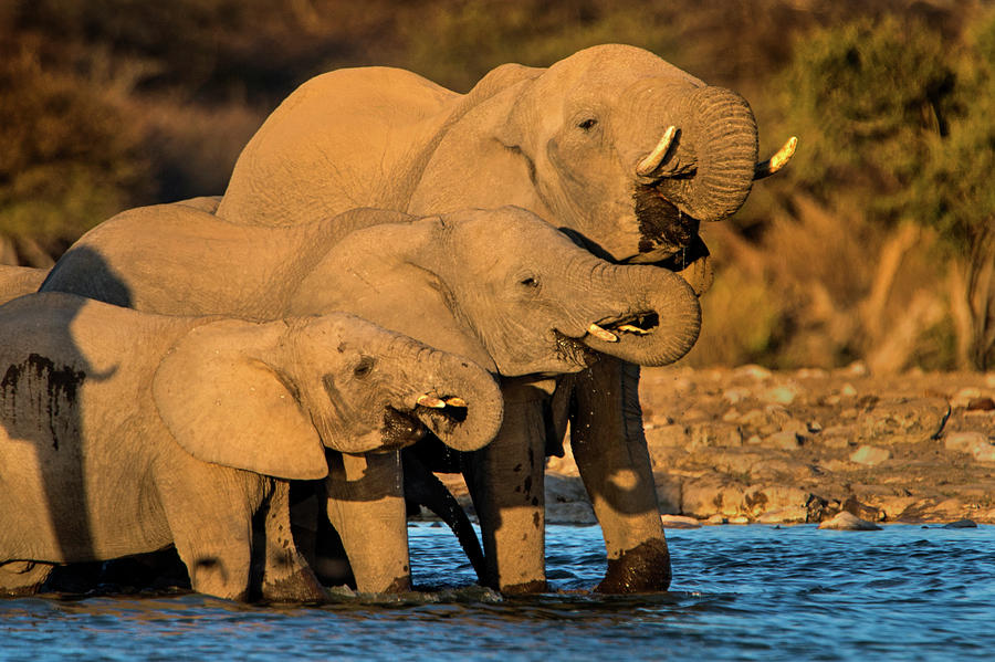African Elephants Loxodonta Africana #35 Photograph by Panoramic Images