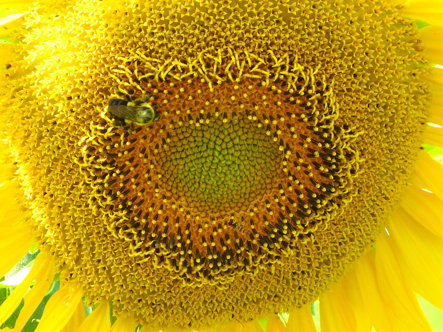 Sunflowers Photograph - 35 by April K Rabino